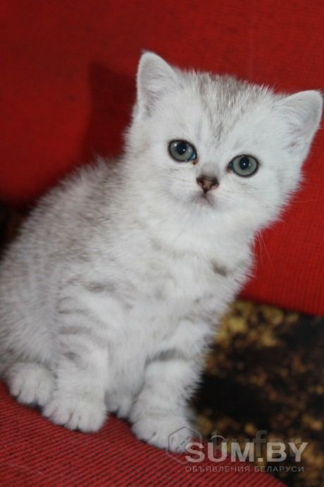 Шотландский котенок объявление Продам уменьшенное изображение 