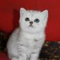 Шотландский котенок объявление Продам уменьшенное изображение 3