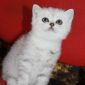 Шотландский котенок объявление Продам уменьшенное изображение 4