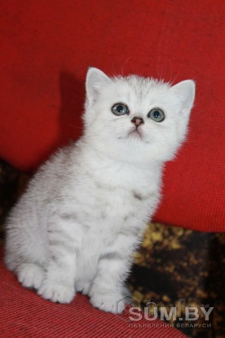 Шотландский котенок объявление Продам уменьшенное изображение 