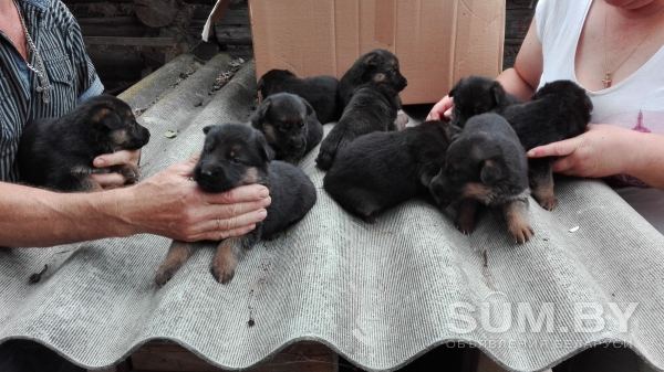 Продажа щенков немецкой овчарки объявление Продам уменьшенное изображение 