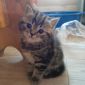 Котёнок шотландской вислоухой породы объявление Продам уменьшенное изображение 1