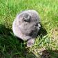 Продам породистых шатландских вислоухих котят объявление Продам уменьшенное изображение 1
