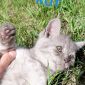 Продам породистых шатландских вислоухих котят объявление Продам уменьшенное изображение 4