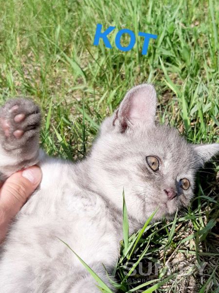 Продам породистых шатландских вислоухих котят объявление Продам уменьшенное изображение 