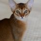 Продаётся абиссинский котенок (девочка) дикого окраса (Шоу-класс) объявление Продам уменьшенное изображение 1