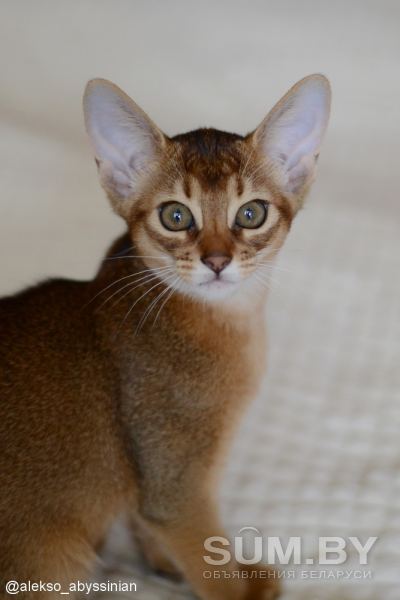 Продаётся абиссинский котенок (девочка) дикого окраса (Шоу-класс) объявление Продам уменьшенное изображение 