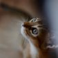 Продаётся абиссинский котенок (девочка) дикого окраса (Шоу-класс) объявление Продам уменьшенное изображение 2