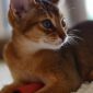 Продаётся абиссинский котенок (девочка) дикого окраса (Шоу-класс) объявление Продам уменьшенное изображение 4