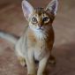 Продаётся абиссинский котенок (девочка) дикого окраса (Шоу-класс) объявление Продам уменьшенное изображение 6