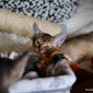 Продаётся абиссинский котенок (девочка) дикого окраса (Шоу-класс) объявление Продам уменьшенное изображение 5