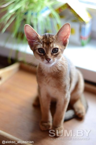 Продаётся абиссинский котенок (девочка) дикого окраса (Шоу-класс) объявление Продам уменьшенное изображение 