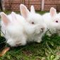 Продам пуховых крольчат объявление Продам уменьшенное изображение 3