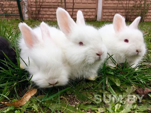 Продам пуховых крольчат объявление Продам уменьшенное изображение 