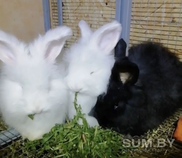 Продам пуховых крольчат объявление Продам уменьшенное изображение 