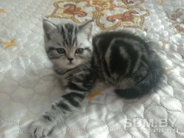 Котёнок Шотланец объявление Продам уменьшенное изображение 