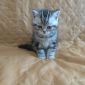 Котёнок Шотланец объявление Продам уменьшенное изображение 2