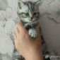 Котёнок Шотланец объявление Продам уменьшенное изображение 3