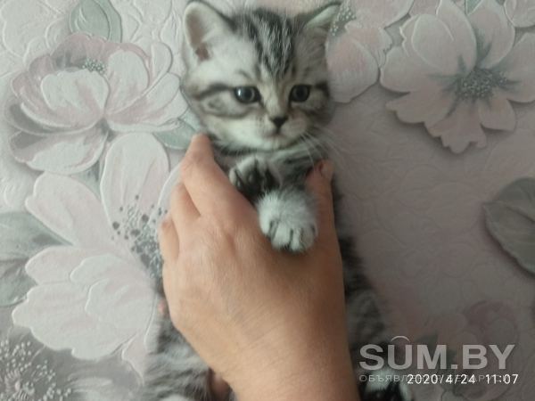 Котёнок Шотланец объявление Продам уменьшенное изображение 