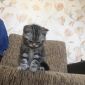 Котёнок Шотланец объявление Продам уменьшенное изображение 5