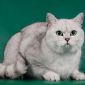 Раннее бронирование шотландских котят объявление Продам уменьшенное изображение 1