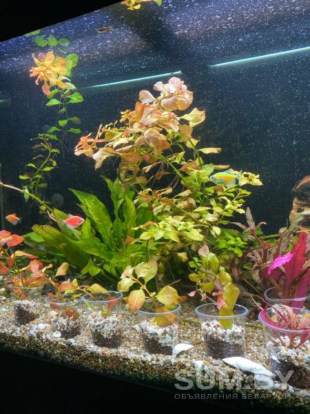 Продам аквариумные растения объявление Продам уменьшенное изображение 