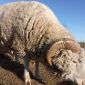 Продам баранов, овец, ягнят породы куйбышевская объявление Продам уменьшенное изображение 1