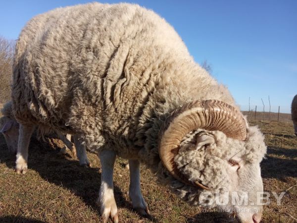 Продам баранов, овец, ягнят породы куйбышевская объявление Продам уменьшенное изображение 