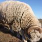 Продам баранов, овец, ягнят породы куйбышевская объявление Продам уменьшенное изображение 3