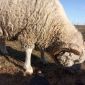 Продам баранов, овец, ягнят породы куйбышевская объявление Продам уменьшенное изображение 4
