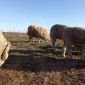 Продам баранов, овец, ягнят породы куйбышевская объявление Продам уменьшенное изображение 5