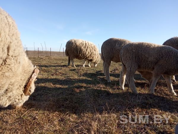 Продам баранов, овец, ягнят породы куйбышевская объявление Продам уменьшенное изображение 