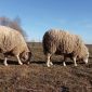 Продам баранов, овец, ягнят породы куйбышевская объявление Продам уменьшенное изображение 6
