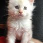 Продаётся котёнок породы мейн-кун объявление Продам уменьшенное изображение 3