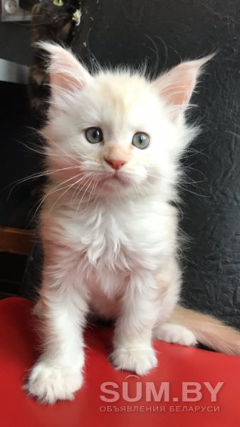 Продаётся котёнок породы мейн-кун объявление Продам уменьшенное изображение 