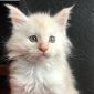 Продаётся котёнок породы мейн-кун объявление Продам уменьшенное изображение 4