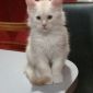 Продаётся котёнок породы мейн-кун объявление Продам уменьшенное изображение 5