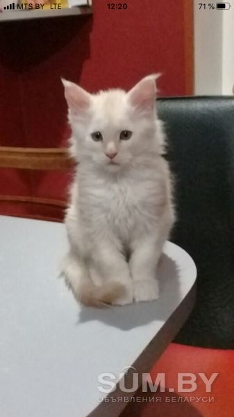 Продаётся котёнок породы мейн-кун объявление Продам уменьшенное изображение 