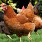 Цыплята от домашней несушки и перепела в Гомеле объявление Продам уменьшенное изображение 1
