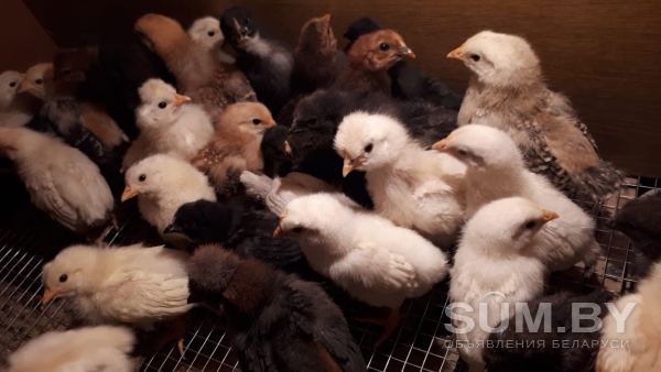 Цыплята от домашней несушки и перепела в Гомеле объявление Продам уменьшенное изображение 