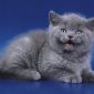 Чистокровные Британские котята СКИДКА 20% (питомник) объявление Продам уменьшенное изображение 3