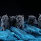 Чистокровные Британские котята СКИДКА 20% (питомник) объявление Продам уменьшенное изображение 1