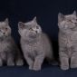 Чистокровные Британские котята СКИДКА 20% (питомник) объявление Продам уменьшенное изображение 2