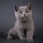 Чистокровные Британские котята СКИДКА 20% (питомник) объявление Продам уменьшенное изображение 5