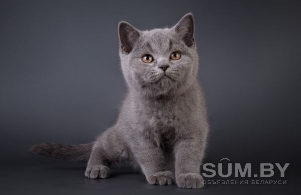 Чистокровные Британские котята СКИДКА 20% (питомник) объявление Продам уменьшенное изображение 