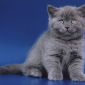 Чистокровные Британские котята СКИДКА 20% (питомник) объявление Продам уменьшенное изображение 4
