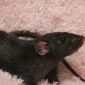 Крысята дамбо объявление Продам уменьшенное изображение 2