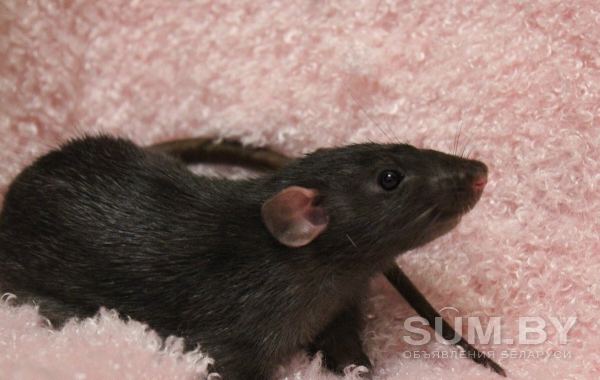 Крысята дамбо объявление Продам уменьшенное изображение 