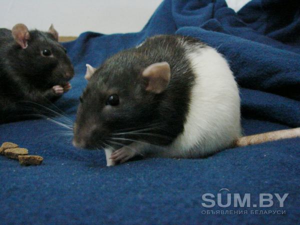 Крысята дамбо объявление Продам уменьшенное изображение 