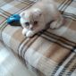 Вислоухий шотландский котенок объявление Продам уменьшенное изображение 2